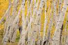 USA-Colorado-Uncompahgre National Forest Forest of aspen trees Art Print